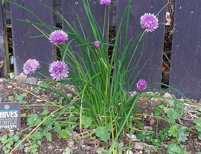 Five Ferns House Отель типа 