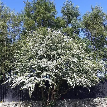 Couette-café Five Ferns House Westport