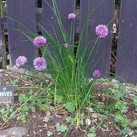 Five Ferns House Couette-café Westport