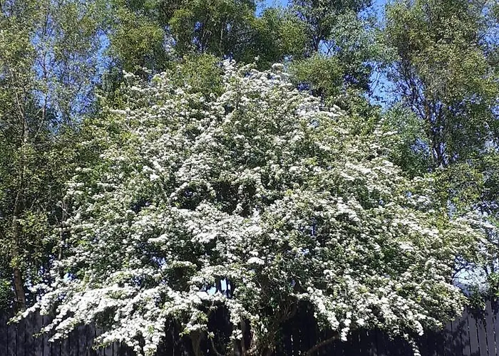 住宿加早餐酒店 Five Ferns House 韦斯特波特